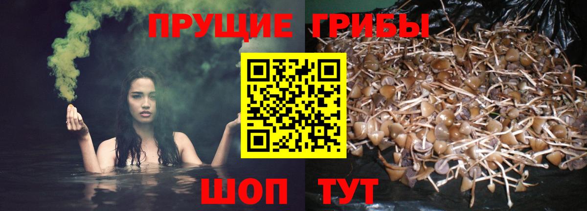 Галлюциногенные грибы Psilocybine cubensis  Псилоцибиновые грибы Cubensis  Вход с VPN  Таганрог 